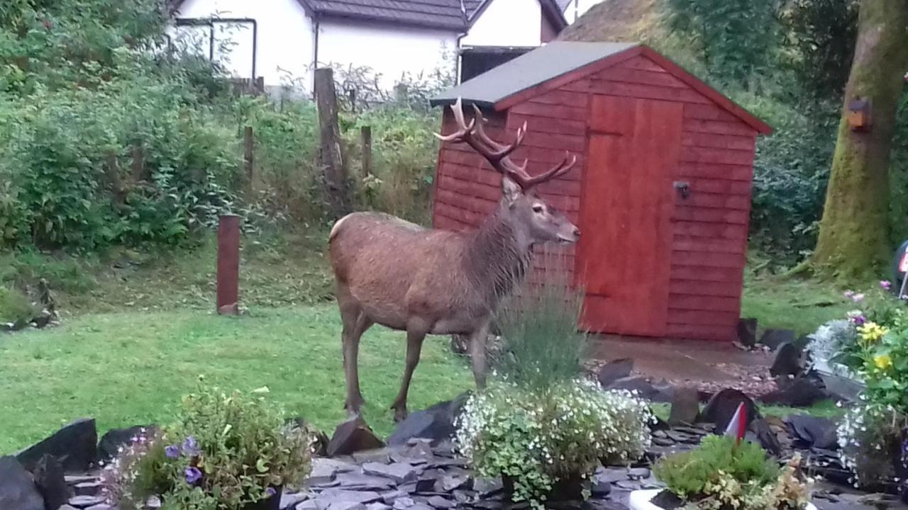 Beechwood Cottage B&B Glencoe Kültér fotó